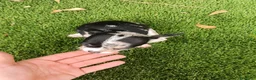 Chihuahua perros en venta: Exclusivo Chihuahua Merle - Anuncio 3