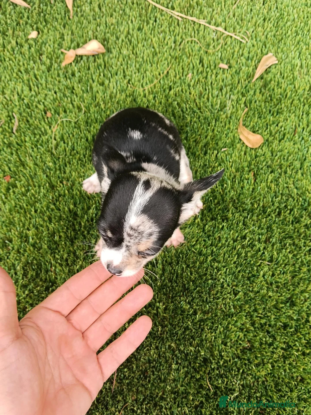Chihuahua perros en venta: Exclusivo Chihuahua Merle - Anuncio 3