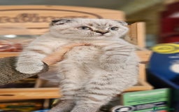 Scottish Straight gatos en venta: Scottish varias camadas  - Anuncio 1