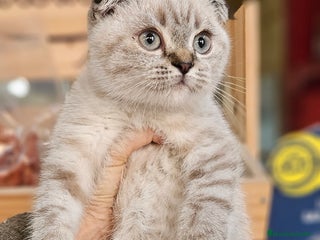 Scottish Straight gatos - Anuncio 1