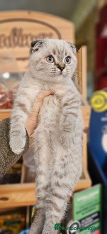 Scottish Straight gatos - Anuncio 1