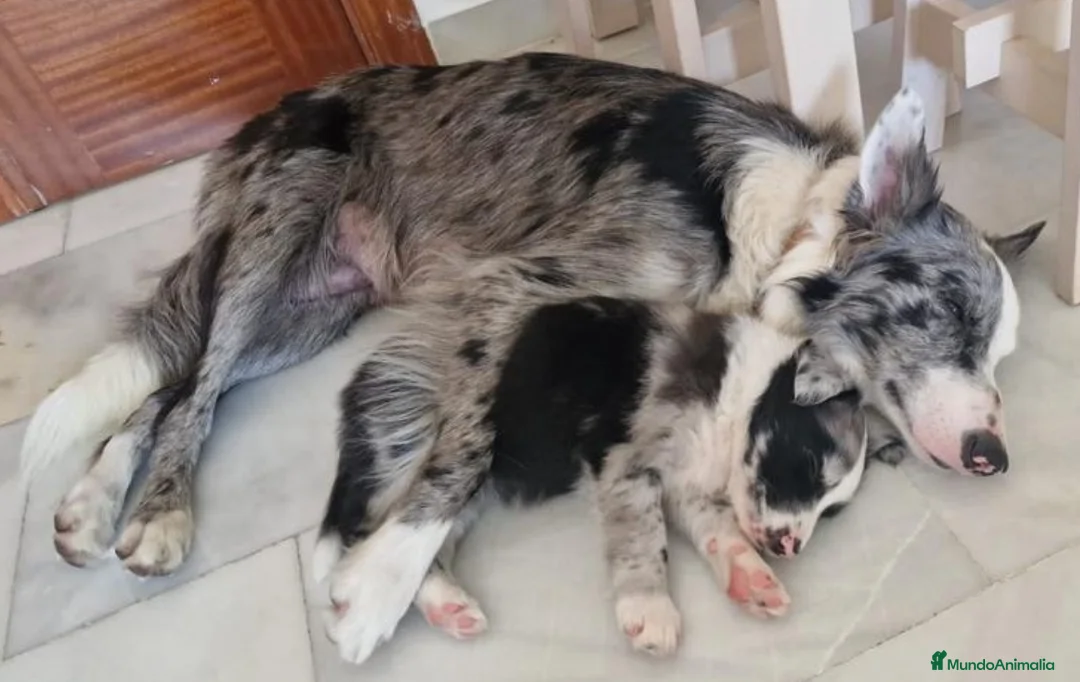 Border Collie perros en venta: Border Collie De Villa Biznaga - Anuncio 36