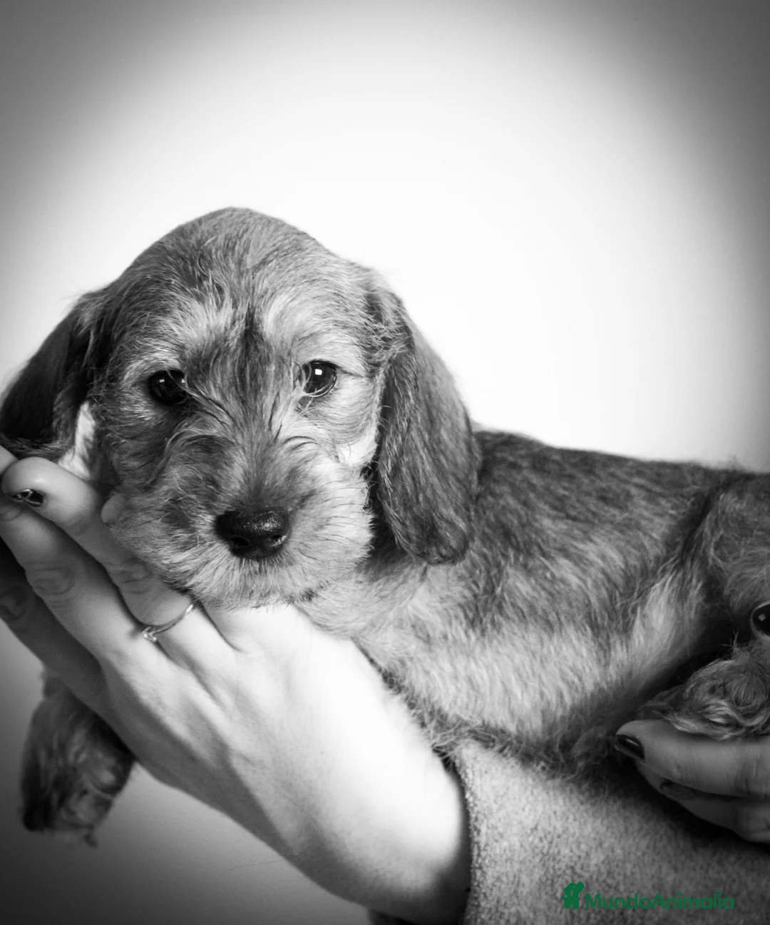 Imagen de galería {{count}}