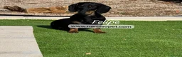 Teckel Miniatura perros en venta: TECKEL 5 CON GARANTIAS - Anuncio 4