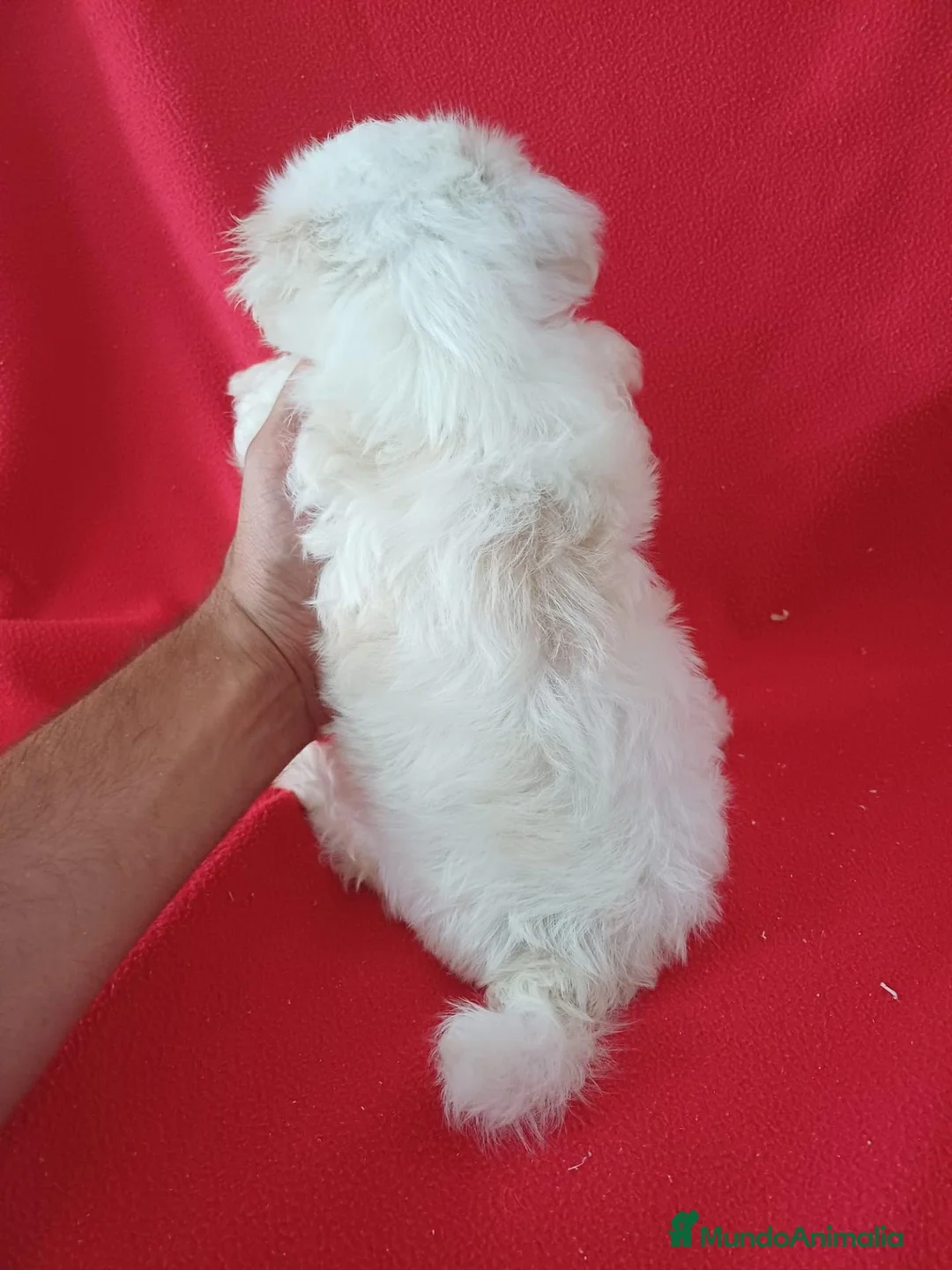 Bichón Maltés perros en venta: Bichon Maltés Americano  - Anuncio 3