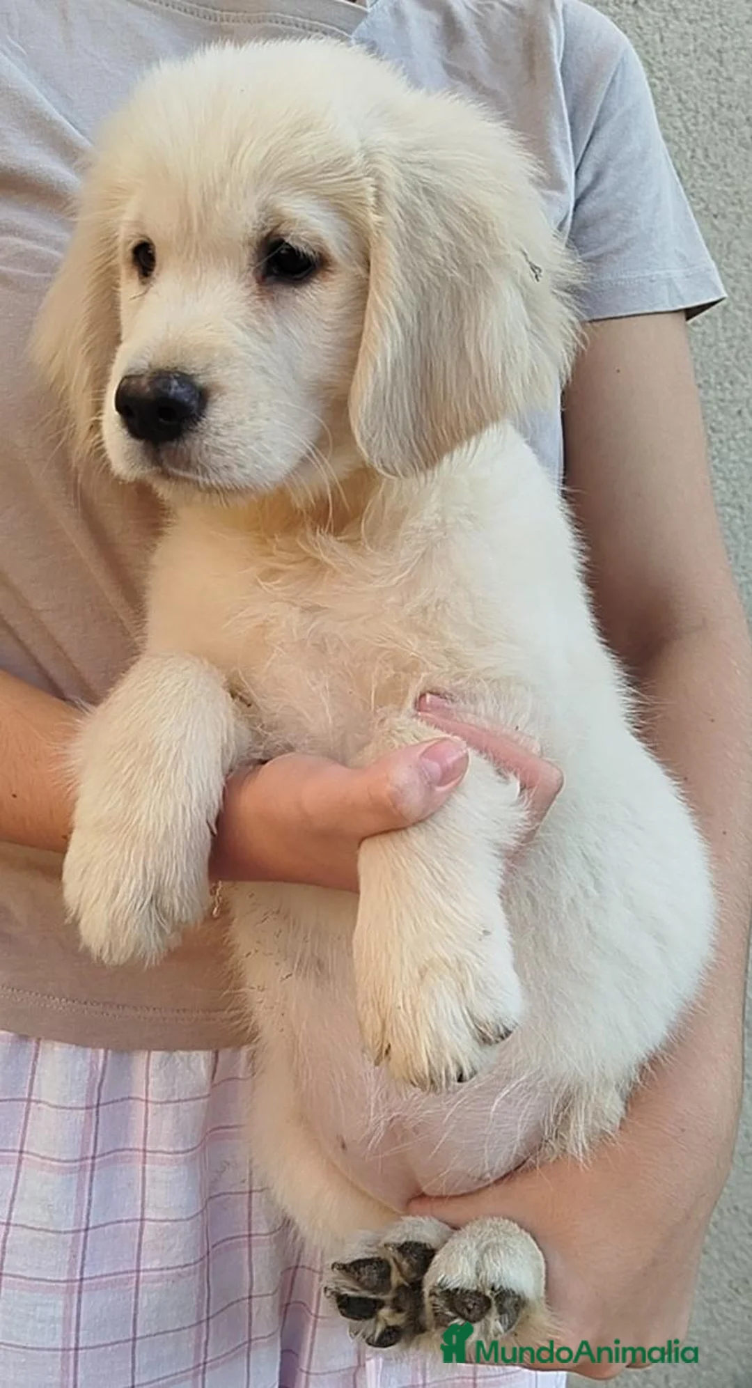 Golden Retriever perros en venta: Cachorro Golden - Anuncio 1