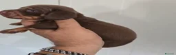 Teckel Miniatura perros en venta: Macho teckel miniatura chocolate 🩵🐾 - Anuncio 3