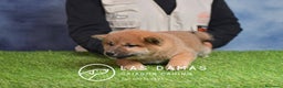 Shiba Inu perros en venta: SHIBA INU DISPONIBLES - Anuncio 2