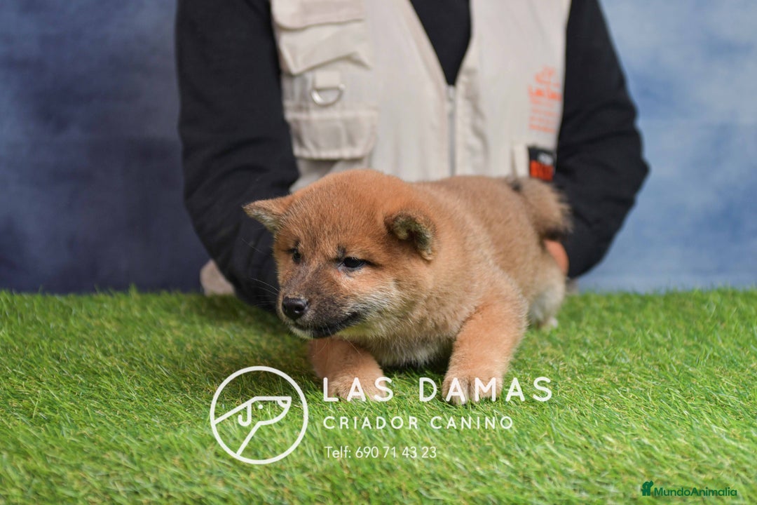 Shiba Inu perros en venta: SHIBA INU DISPONIBLES - Anuncio 2