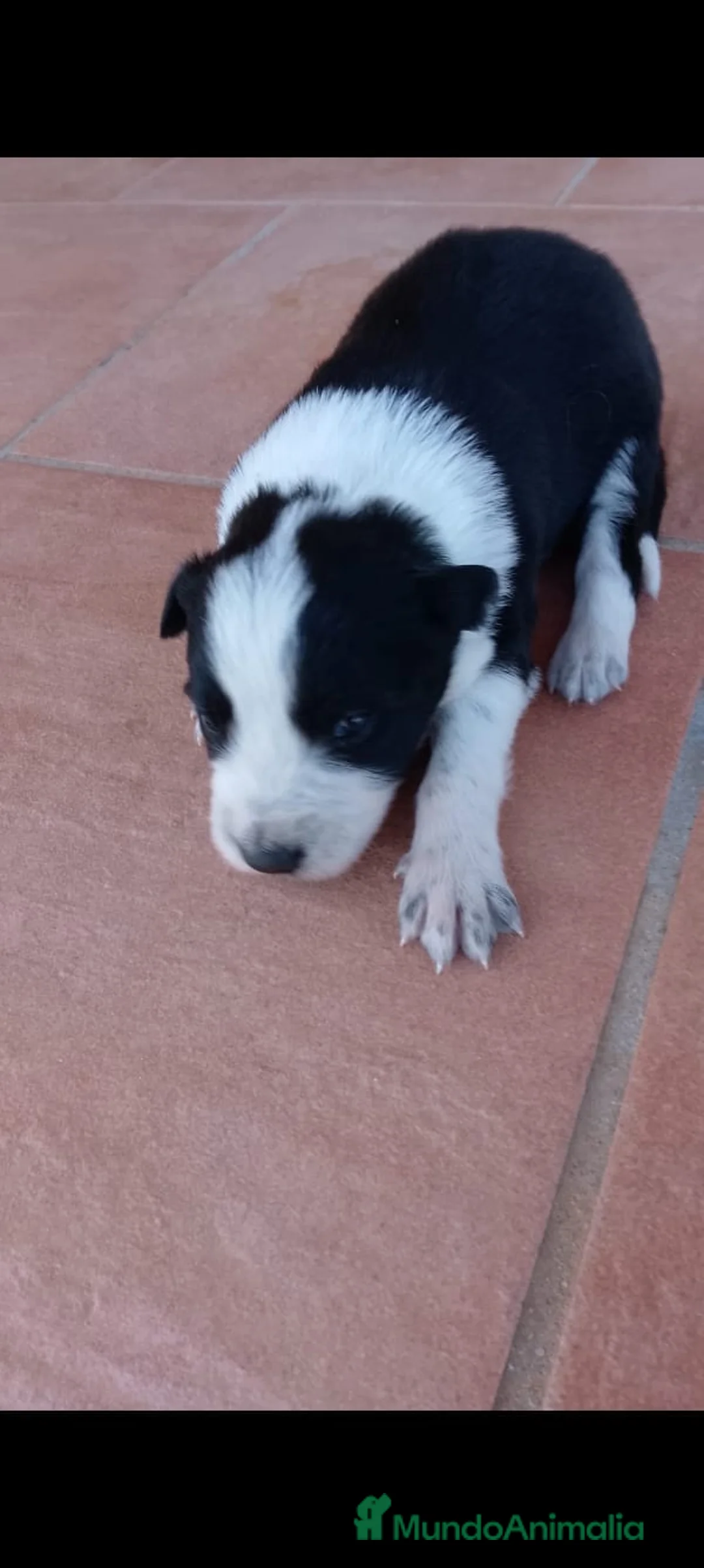 Border Collie perros en venta: Border collie bicolor  - Anuncio 1
