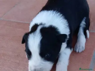 Border Collie perros Border collie bicolor - Anuncio 1