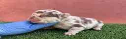 Bulldog Francés perros en venta: Bulldog francés exóticos - Anuncio 8