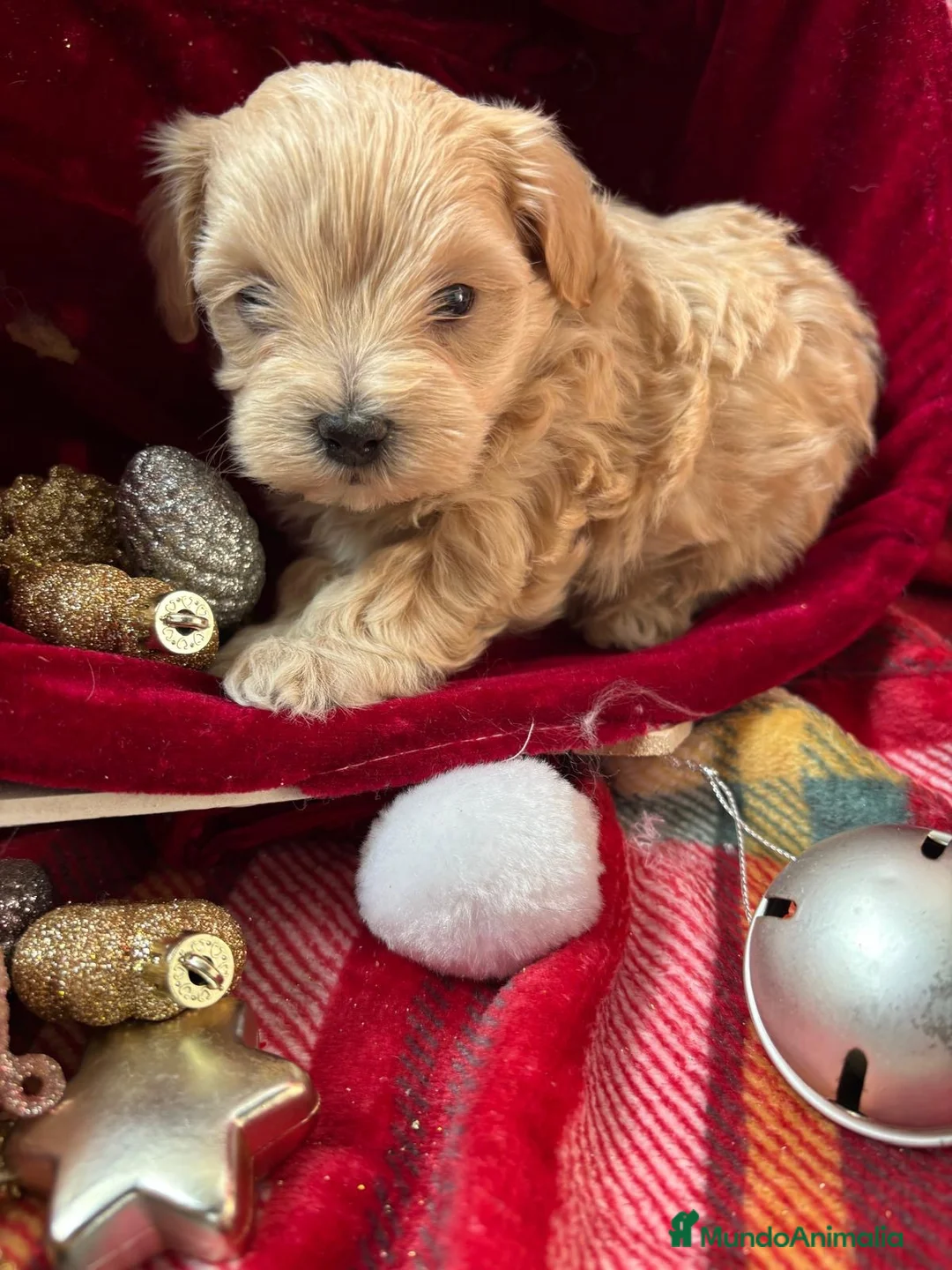 Maltipoo perros en venta: Maltipoo Hembra toy disponible - Anuncio 1