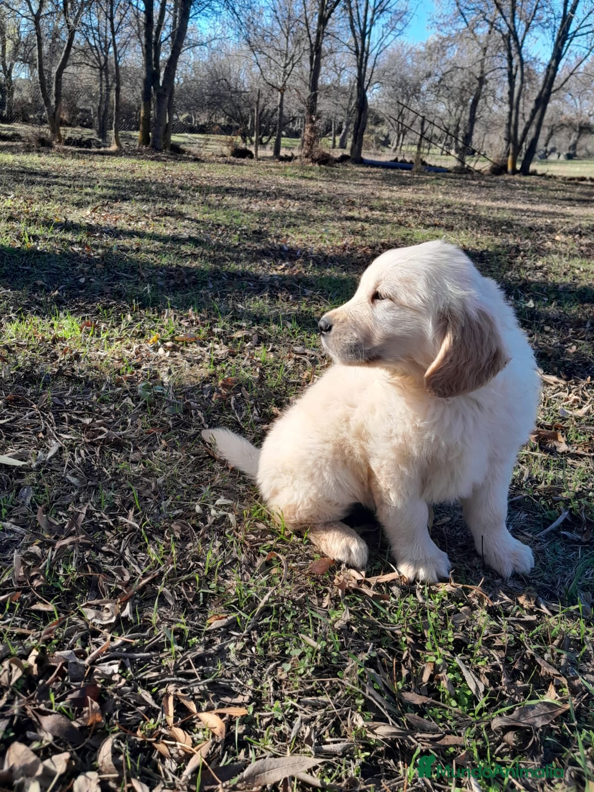Golden Retriever perros Camadas de Golden - Anuncio 2