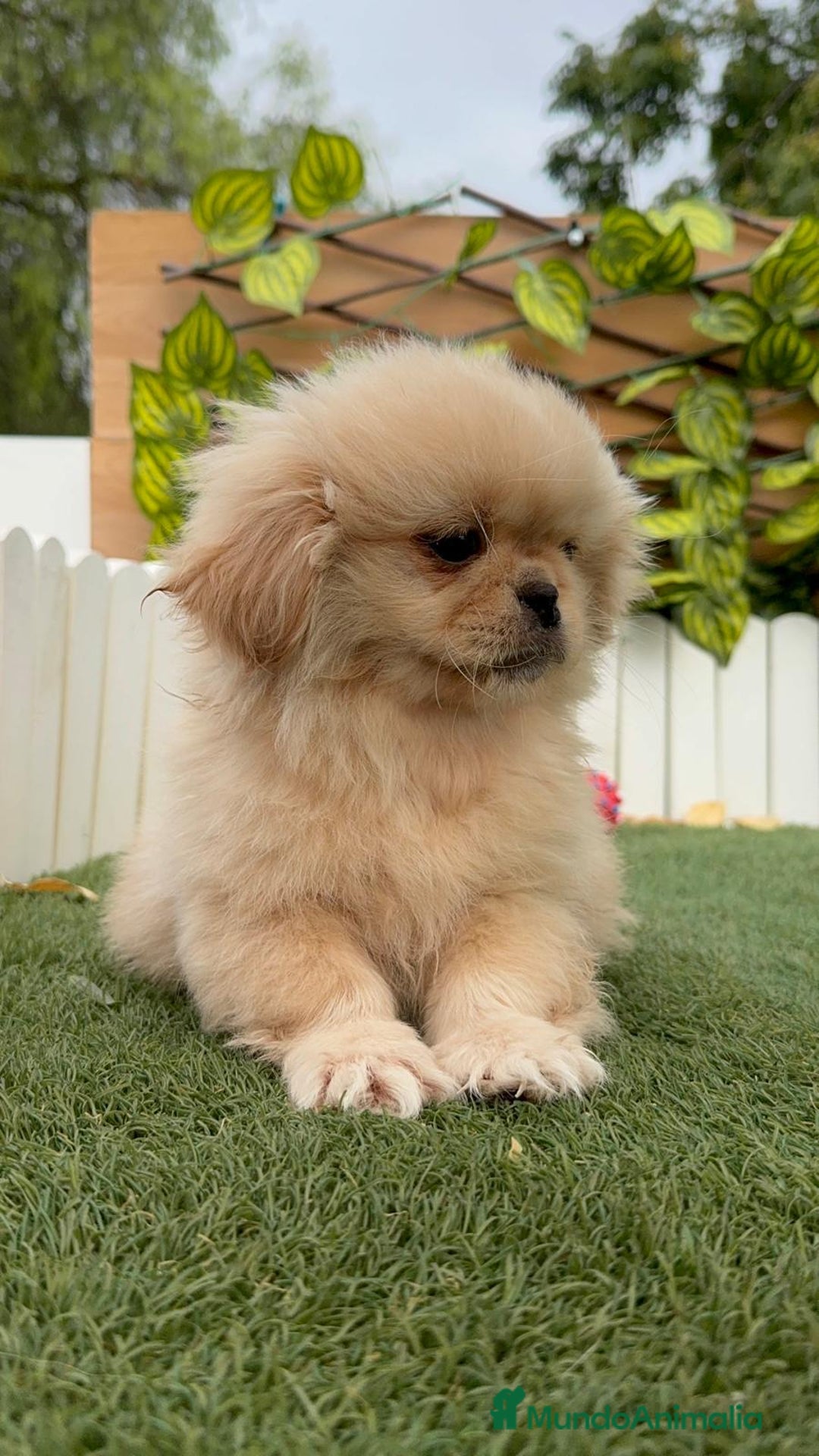 Pekinés perros en venta: PEKINES HEMBRA - Imagen 18