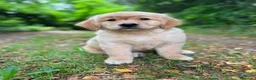 Golden Retriever perros en venta: Golden Retriever  - Anuncio 6