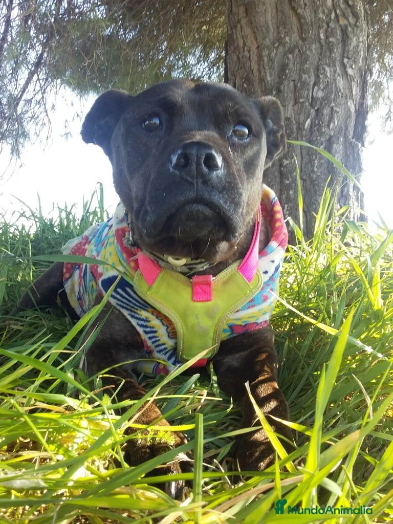 Staffordshire Bull Terrier perros MEGAN, MIX DE STAFFY, ADOPCIÓN en Madrid - Anuncio 6