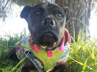 Staffordshire Bull Terrier perros MEGAN, MIX DE STAFFY, ADOPCIÓN en Madrid - Anuncio 6