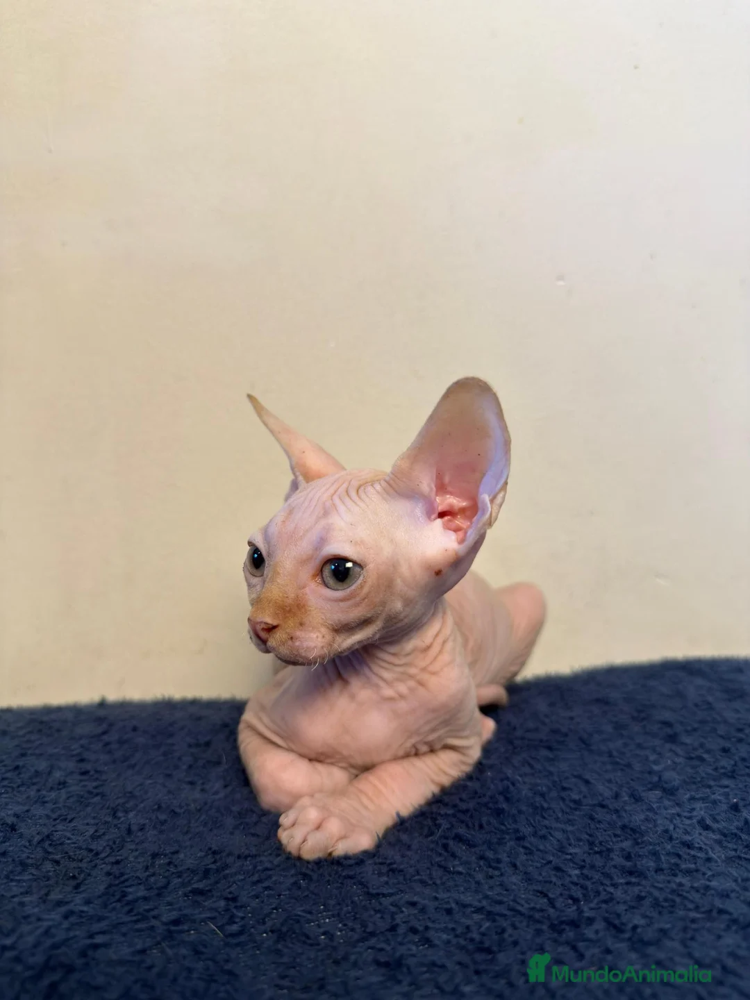 Sphynx gatos en venta: Machito ojos verdes  - Anuncio 2
