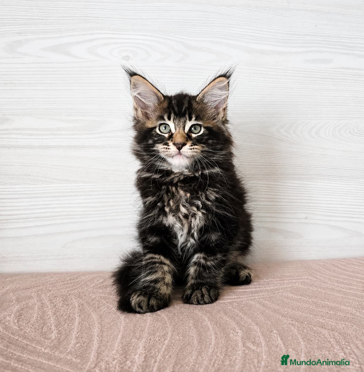 Maine Coon gatos Gatitas Maine Coon Hembras - Anuncio 2