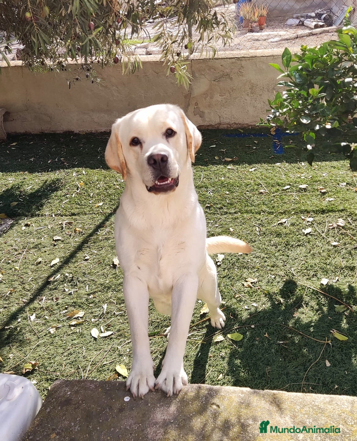 Labrador Retriever perros Labrador Retriever  - Anuncio 2