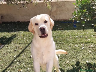 Labrador Retriever perros Labrador Retriever - Anuncio 1