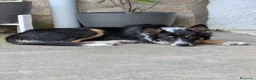 Raza Mixta perros en adopcion: Cesión de cruce de Border Collie - Anuncio 5