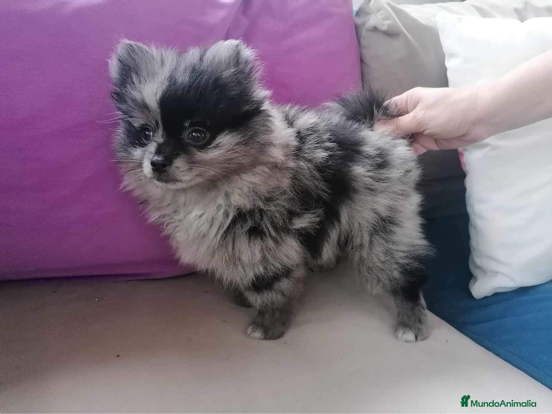 Pomerania perros en venta: Preciosos pomerania  - Anuncio 3