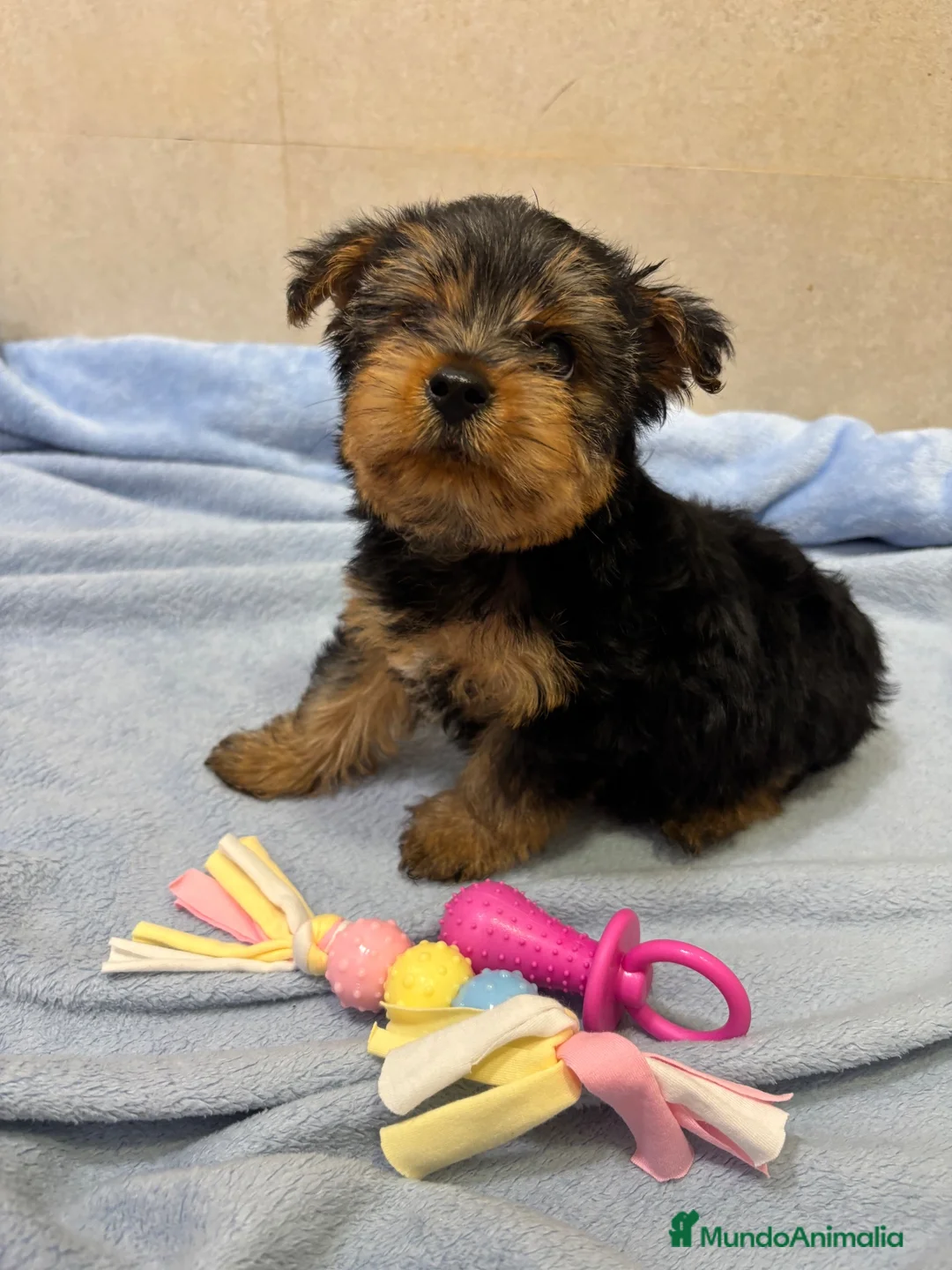 Yorkshire Terrier perros en venta: Yorkshire toy - Anuncio 7