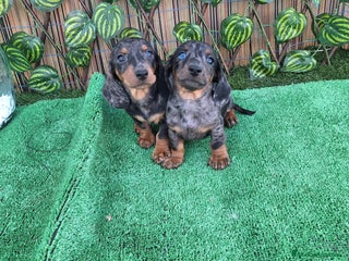 Teckel Miniatura perros - Anuncio 15