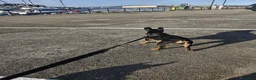 Bulldog Francés perros en adopcion: Bulldog Francés exóticas en adopción en La Coruña - Anuncio 10