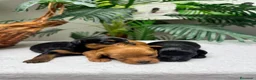 Cocker Spaniel Inglés perros en venta: COCKER SPANIEL INGLES - Anuncio 9