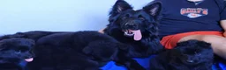 Pastor Alemán perros en venta: Cesión gratis P Alemán Negro - Anuncio 3