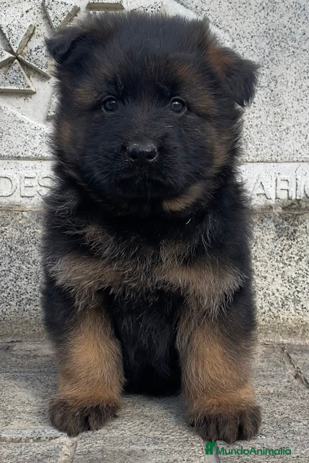 Pastor Alemán perros en venta: Cachorros De Pastor Aleman en Salamanca - Imagen 1