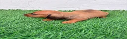 Teckel Miniatura perros en venta: Teckel miniatura rojizo - Anuncio 10