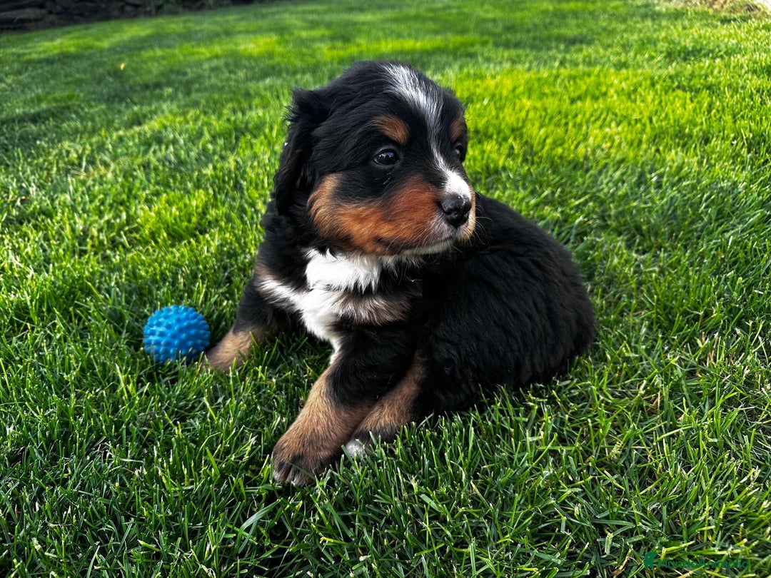 Boyero de Berna perros en venta: Preciosos Boyeros en Salamanca - Imagen 4