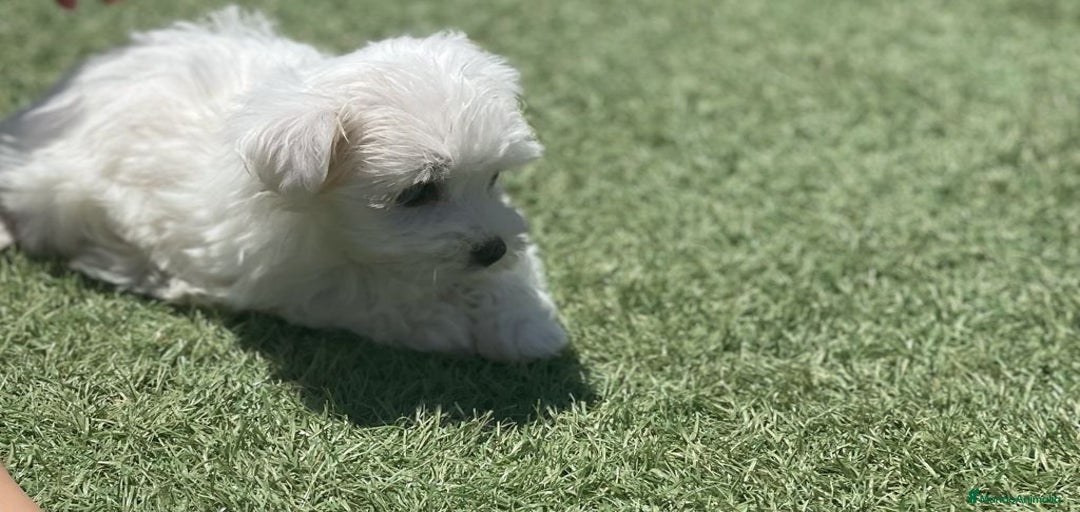 Imagen de galería {{count}}