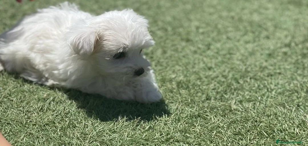 Imagen de galería {{count}}