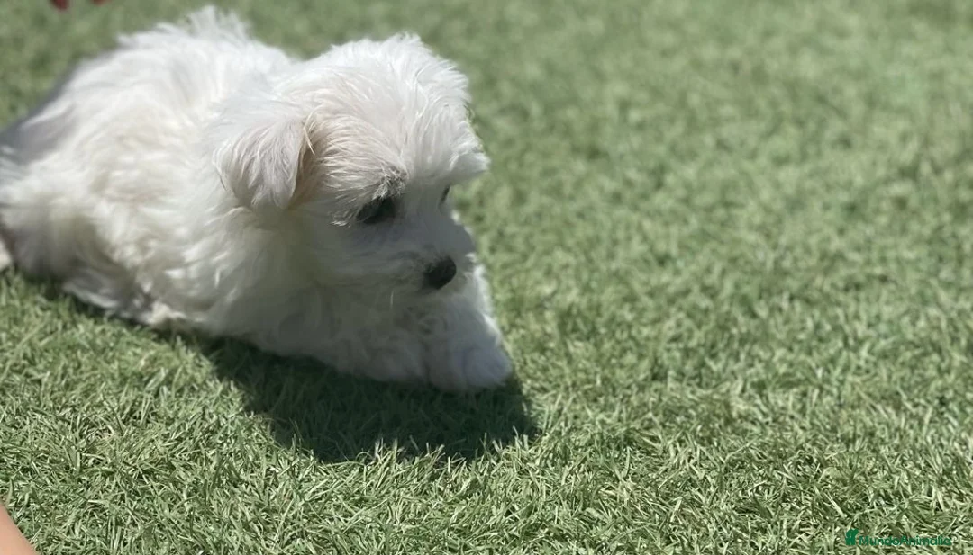 Imagen de galería {{count}}