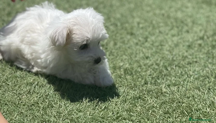 Imagen de galería {{count}}