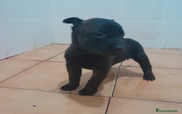 Pastor Belga Malinois perros en venta: PASTOR BELGA MALINOIS - Anuncio 1