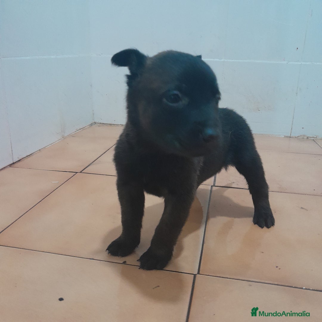 Pastor Belga Malinois perros en venta: PASTOR BELGA MALINOIS - Anuncio 1