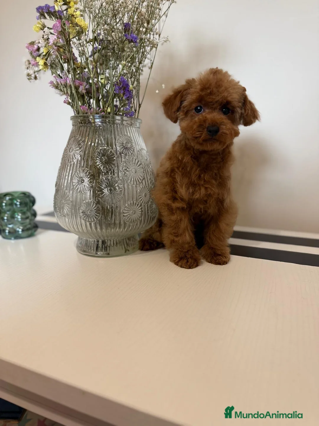 Caniche Toy perros en venta: Caniche Toy listo para entregar !!! - Anuncio 2