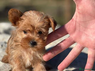 Yorkshire Terrier perros yorkshire rubia - Anuncio 11