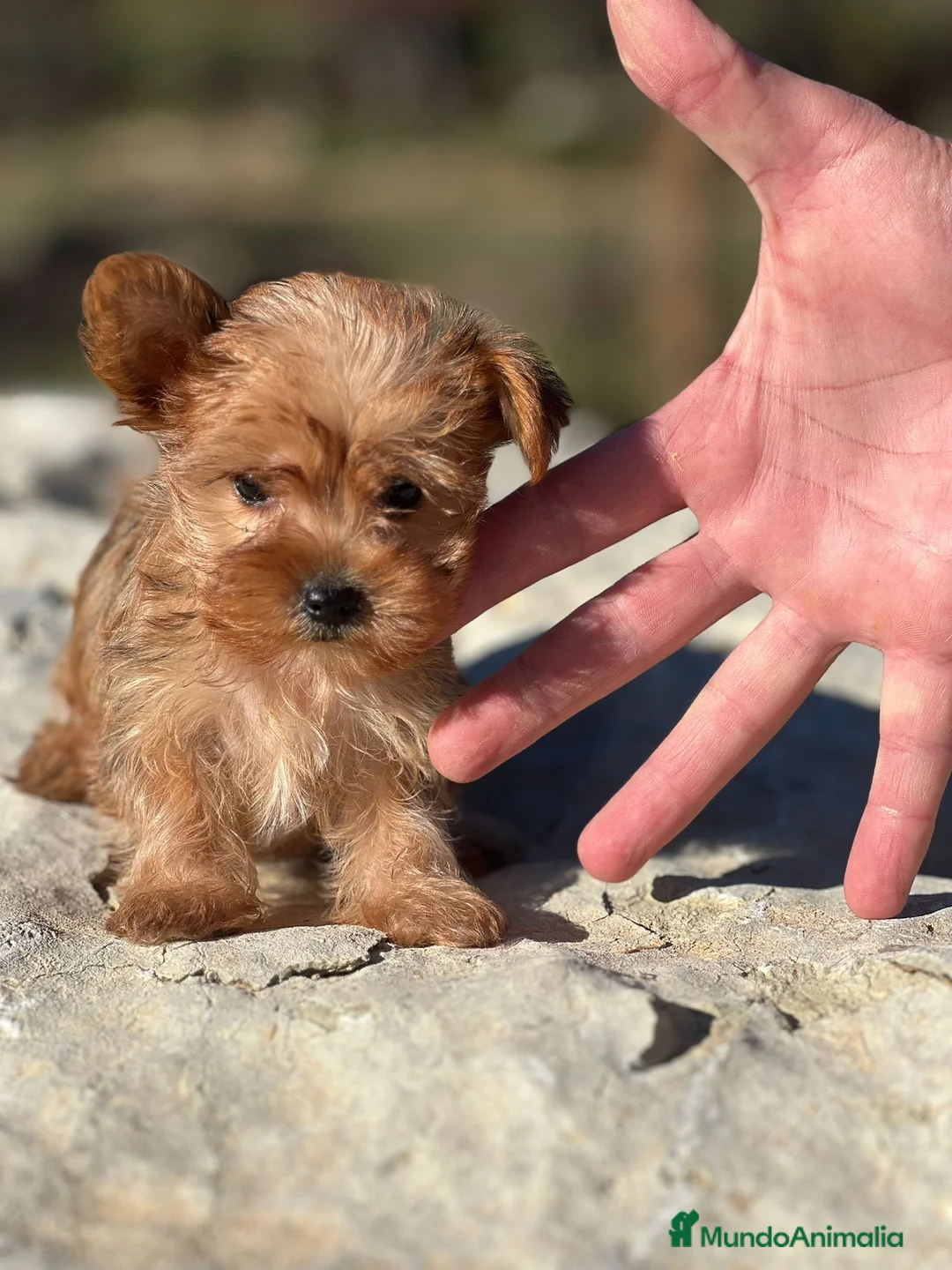 Yorkshire Terrier perros en venta: yorkshire rubia - Anuncio 1