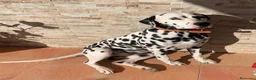 Dálmata perros en venta: Dálmatas de gran calidad  - Anuncio 2