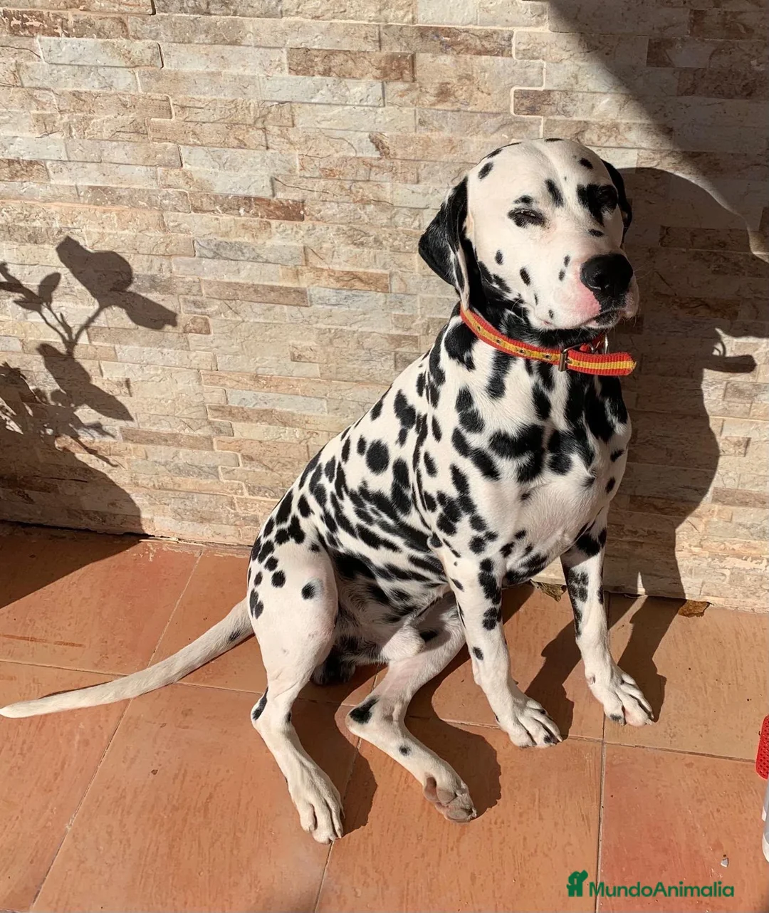 Dálmata perros en venta: Dálmatas de gran calidad  - Anuncio 2