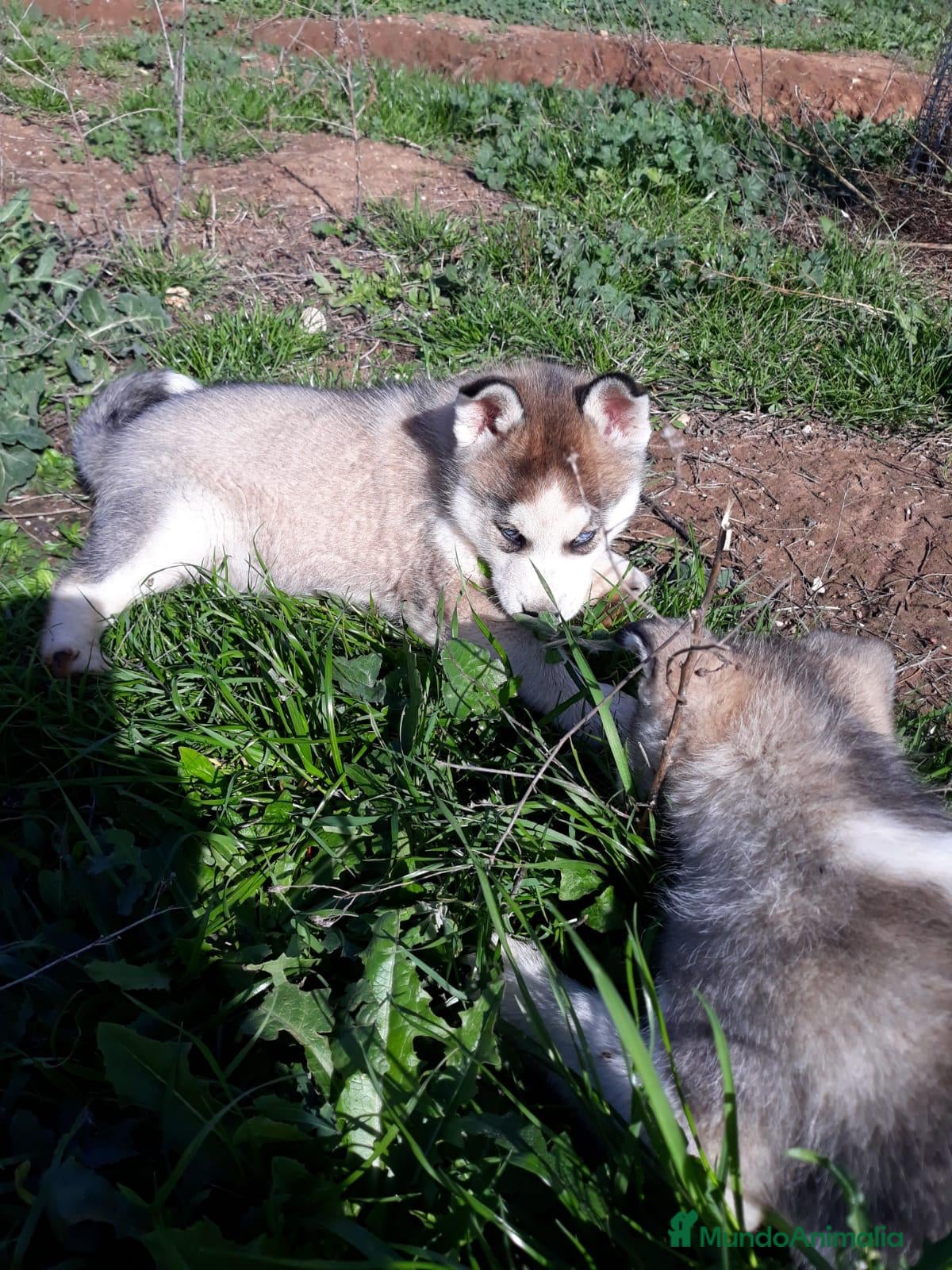 Husky Siberiano perros CAMADA HUSKY DISPONIBLE - Anuncio 2