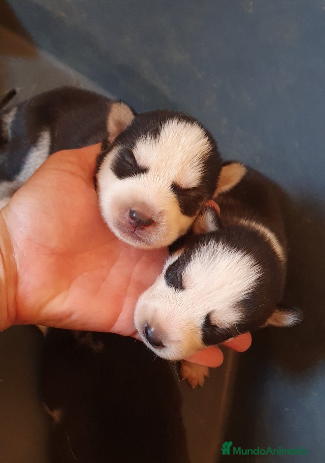 Husky Siberiano perros en venta: Husky gris, negro y agouti  - Anuncio 3
