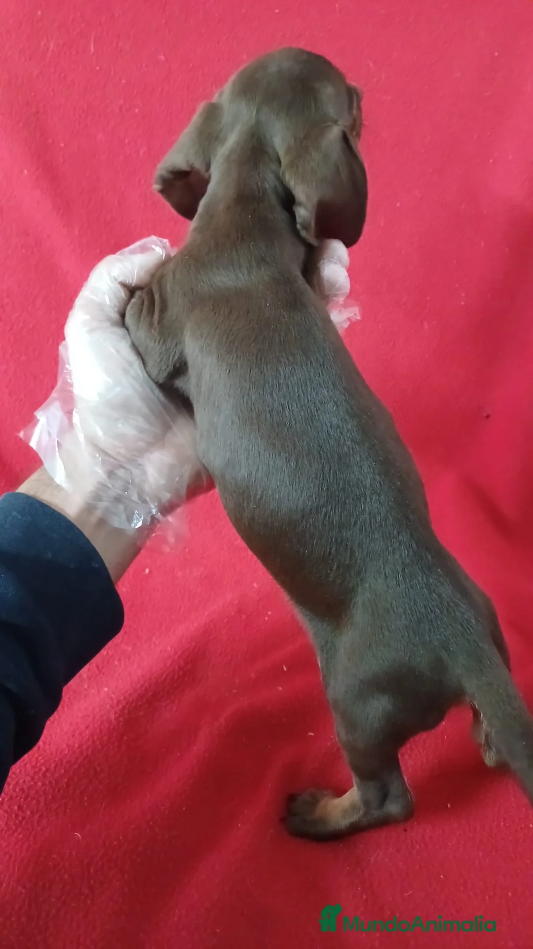 Teckel Miniatura perros en venta: Teckel Mini Chocolate  - Anuncio 3